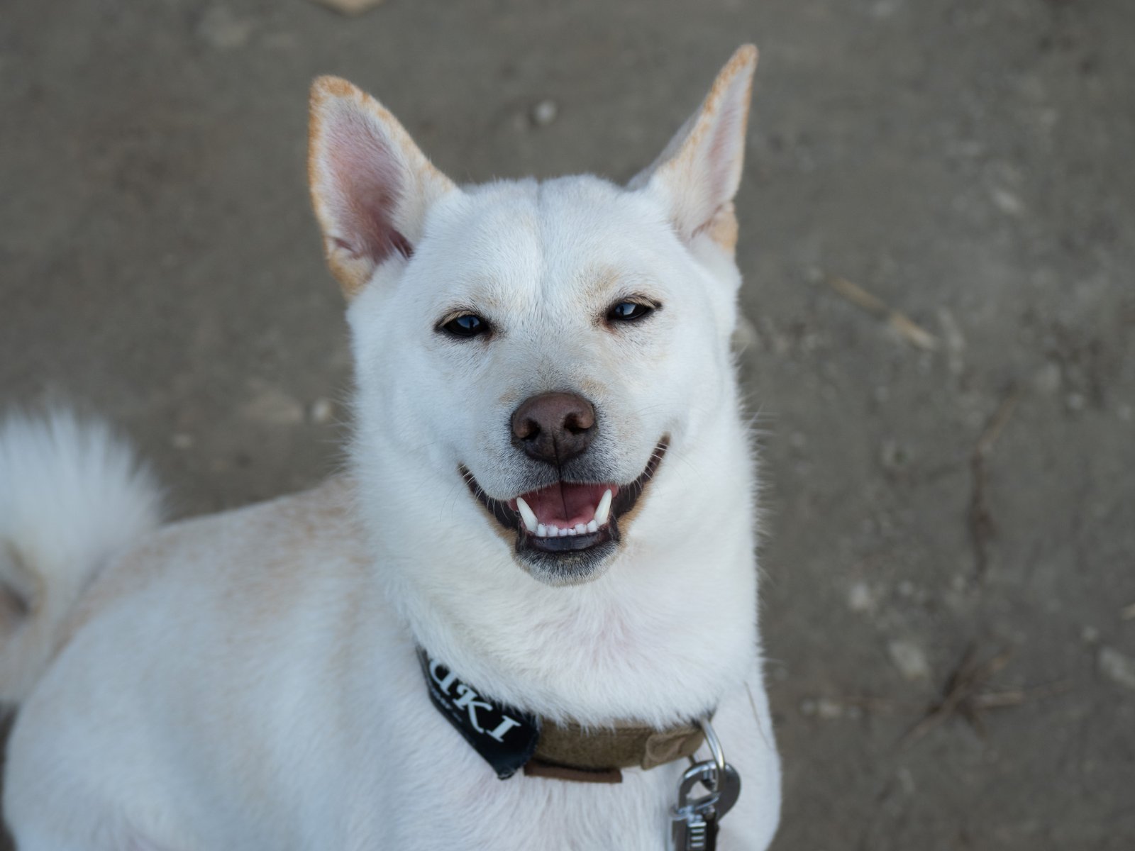 Out Tail Dog Camp 館山